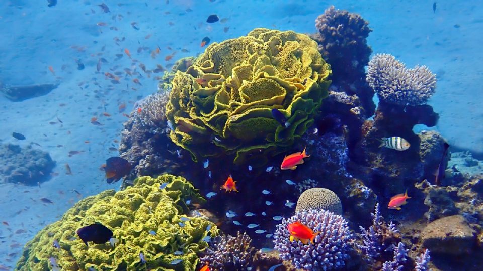 La cancillería detalló que el acuerdo permitirá el uso de recursos genéticos marinos.