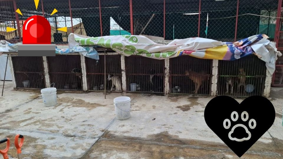 Fiscalía de Edomex asegura a 52 perros tras presunto maltrato animal en Ixtapaluca
