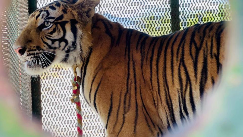 Dubai es jun cachorro de 11 meses de edad que ya no cuenta con garras ni colmillos.