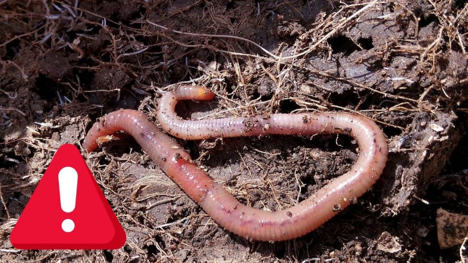 Alerta sanitaria por gusano barrenador en México: este estado presenta 23 casos de miasis