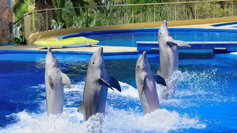 La reforma prohíbe el uso y la posesión de mamíferos marinos con fines de entretenimiento.