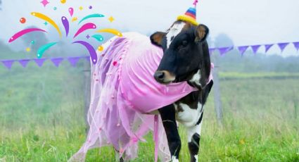 Vaca se hace viral por su peculiar fiesta de cumpleaños con vestido incluido
