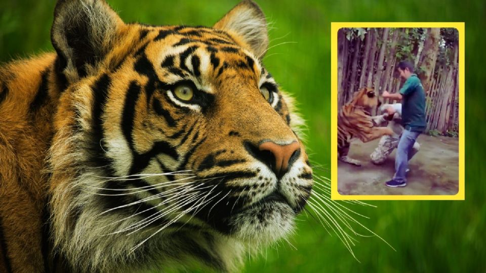 Turista indio es atacado por tigre en Tailandia: video se vuelve viral.