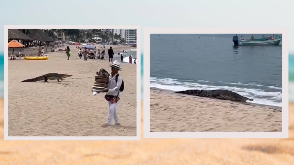Este cocodrilo paseó entre los turistas, quienes lo grabaron hasta que se perdió en el mar