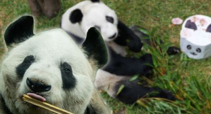 FOTOS | Así celebraron los 35 años del último panda mexicano