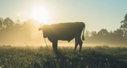USDA anuncia reapertura gradual de frontera al ganado mexicano; será a partir de esta fecha