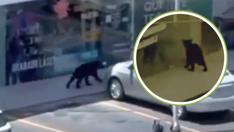 El pequeño osezno recorrió algunos locales de la plaza comercial.