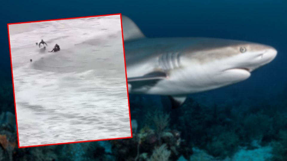 Así fue el ataque de un tiburón a un joven en Australia.