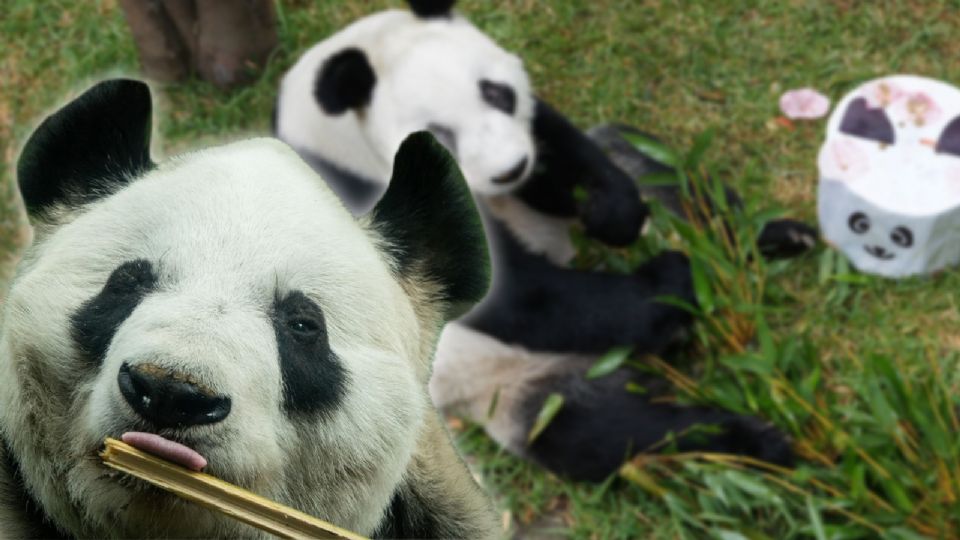 Será el día de mañana, 1 de julio, cuando Xin Xin cumpla, de manera oficial, 35 años de vida.