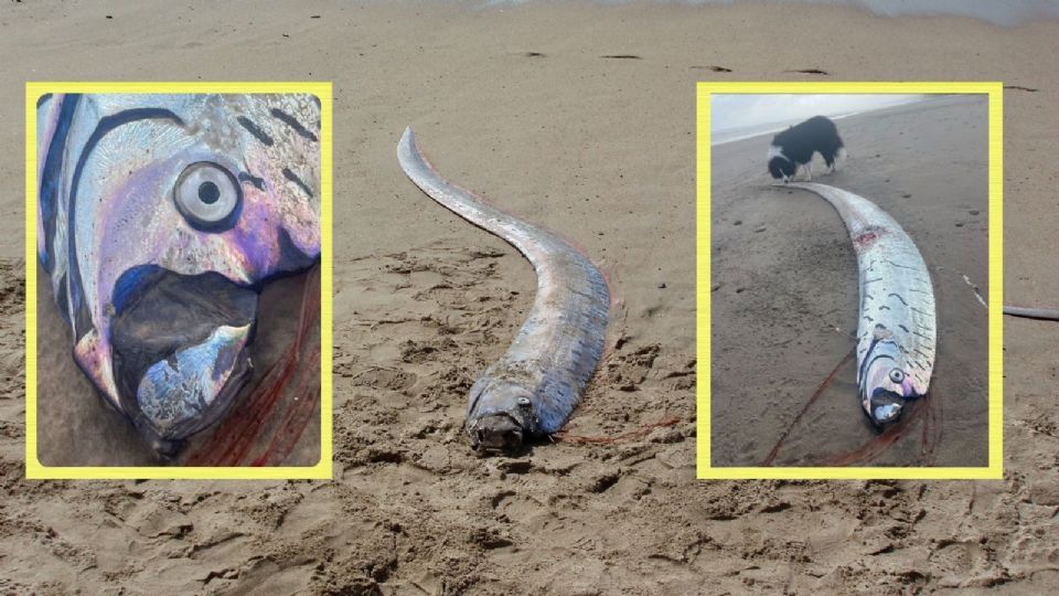 El hallazgo ocurrió mientras una mujer paseaba con su perro y notó un animal de gran tamaño varado en la orilla.