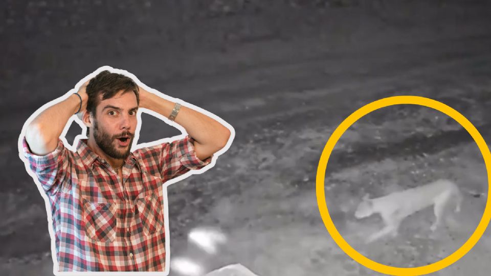 Las autoridades dicen que en esta época los avistamientos de ciertas especies son comunes.