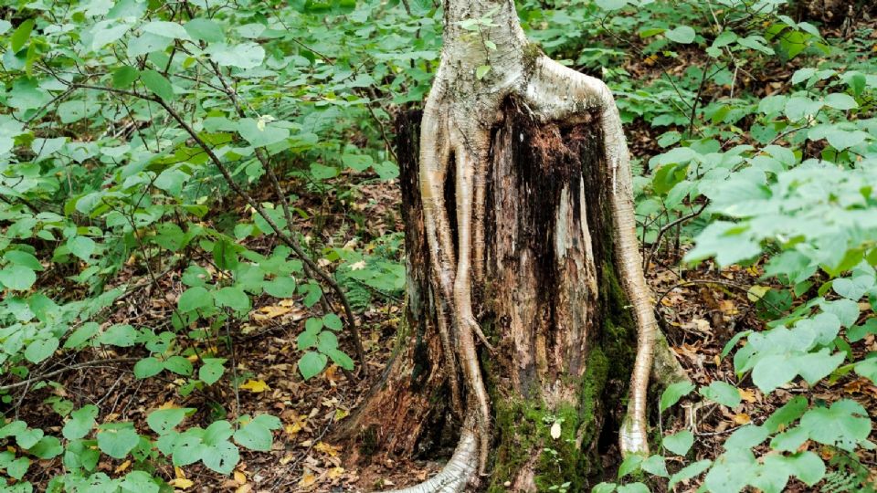El deterioro del arbolado conlleva consecuencias ambientales.