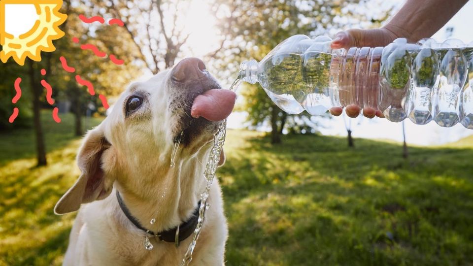 Canícula 2025: así debes cuidar a tu mascota ante las altas temperaturas