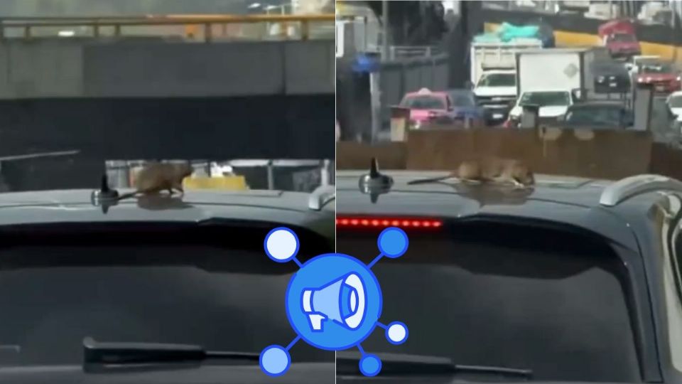Rata se hace viral al viajar en el techo de una camioneta de lujo