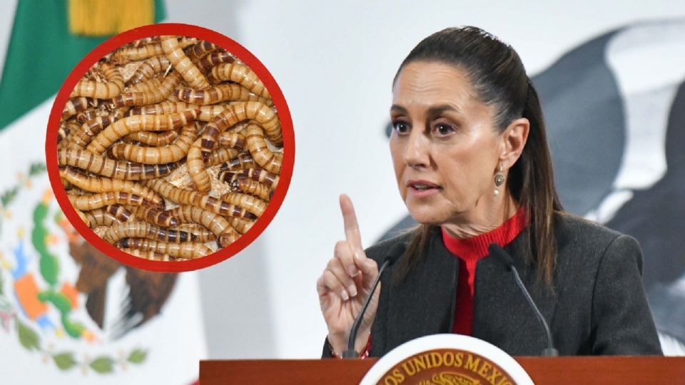 Actualmente, la plaga se mantiene contenida en los estados del sur-sureste, donde se reportan 345 casos activos.