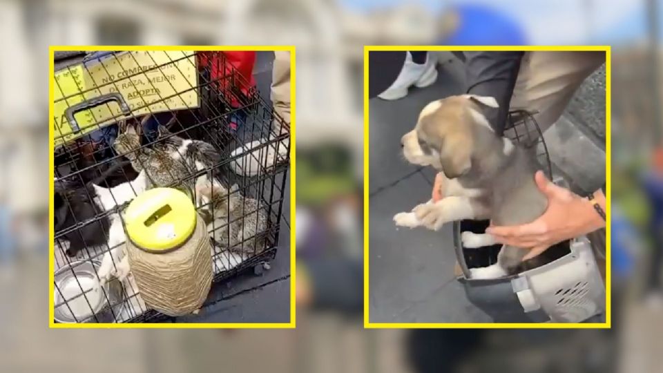 Aquí te contamos cómo un hombre pedía donaciones con perritos y gatitos en el Centro Histórico de CDMX.