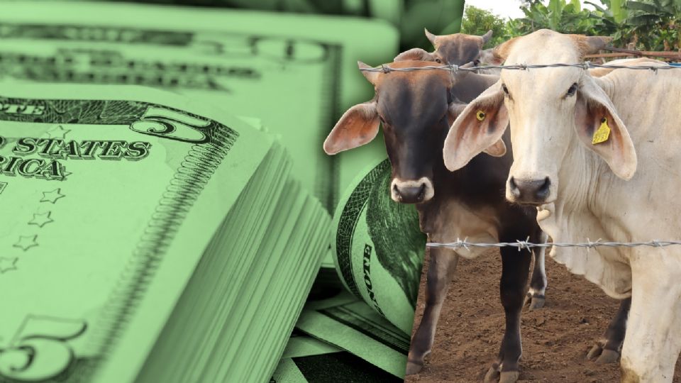 Ganado mexicano enfrenta cierre en la frontera con Estados Unidos.