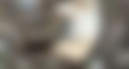 Denuncian Envenenamiento Masivo de Mascotas en Hunucmá