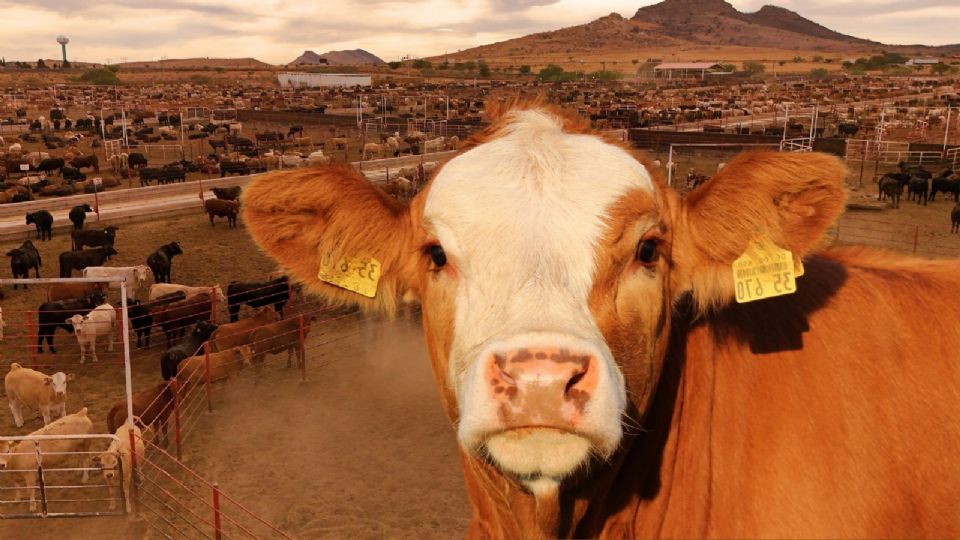 El brote de gusano barrenador no sólo representa un riesgo sanitario, sino también un golpe directo a la economía del campo.