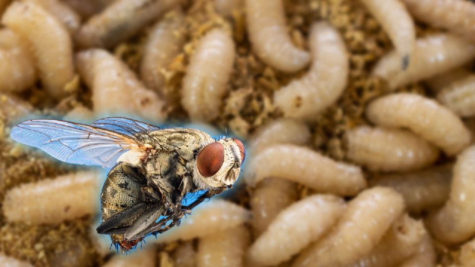 El PRI consideró inaceptable que el gobierno federal busque minimizar la situación.