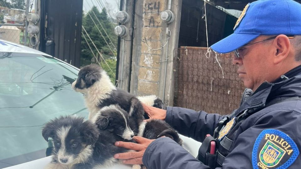 Ante el estado de abandono y descuido, los oficiales los acariciaron para que sintieran seguridad y protección 
