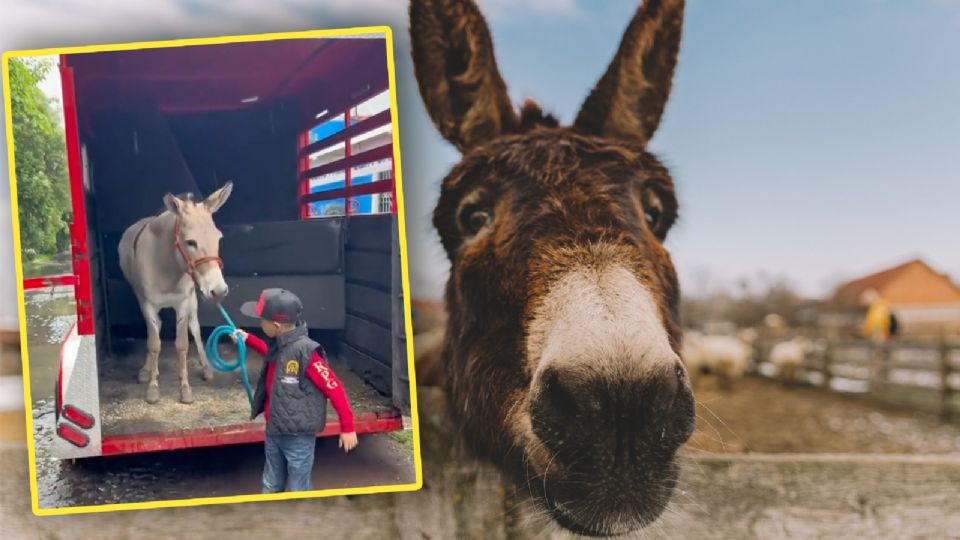 Niño lleva a su burro a la escuela.