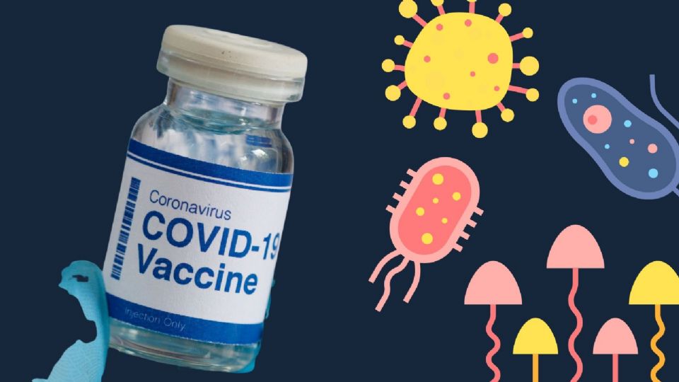 Descubre dónde aplicártela y cuáles están autorizadas.