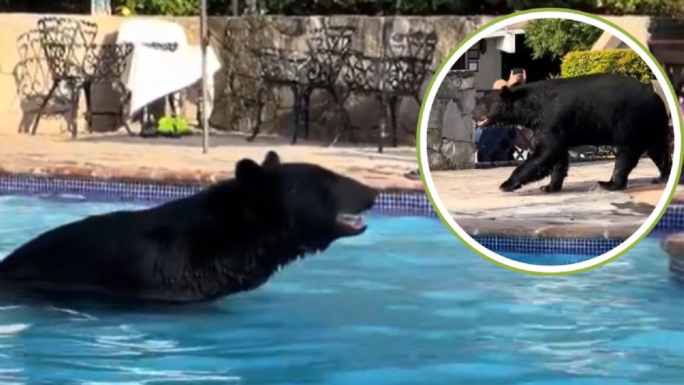 Después de darse un remojón en la alberca, el ejemplar salió y se continuó su camino.