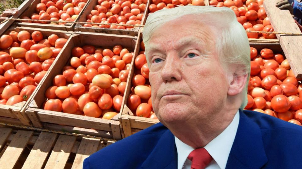 México es el principal exportador de jitomate a EU. Abastece nueve de cada 10 tomates.