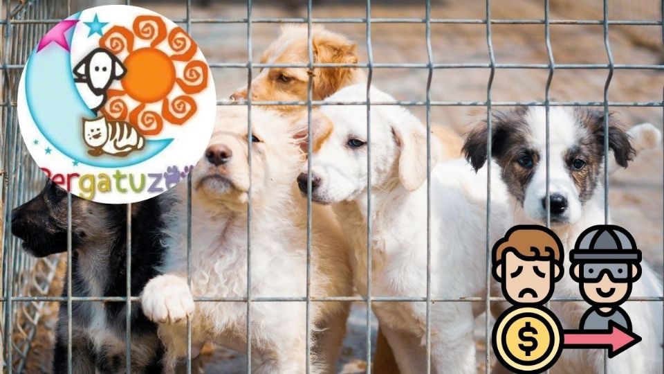 VIDEO| CJNG extorsiona albergue de perritos en Edomex y amenaza con quemarlos