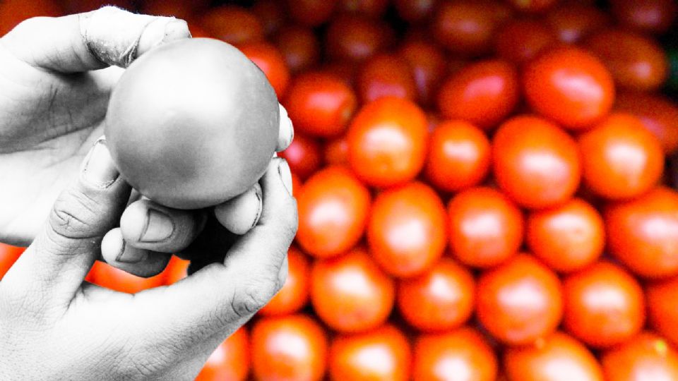 El jitomate mexicano podría enfrentar aranceles de EU.