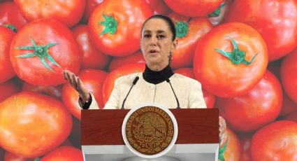 Se alistan opciones para protección al jitomate mexicano dentro del Plan México: Sheinbaum