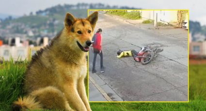 ¿Perro 'choca' con motocicleta?; esto fue lo que pasó | VIDEO