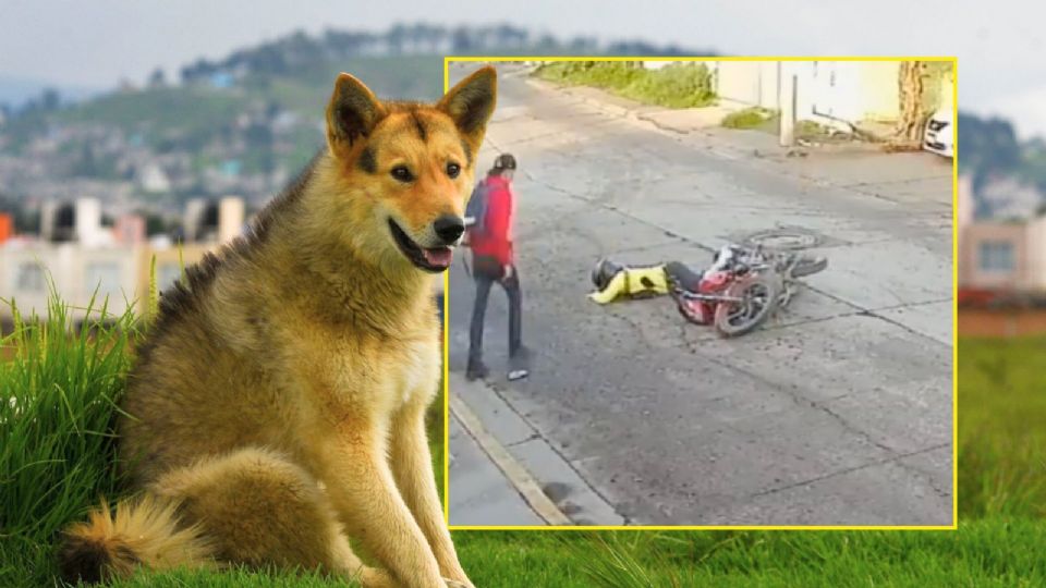 Motociclista termina en el suelo tras ser impactado por un perro en calles de Uruapan.