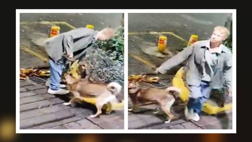 Una persona fue captada tirando las heces de su perro en una jardinera en la Colonia Juárez