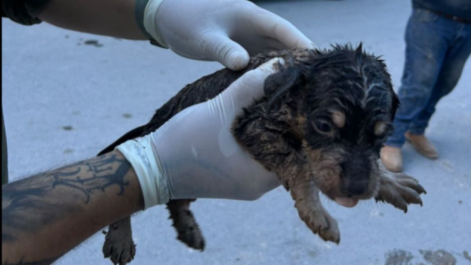 El pequeño lomito fue puesto sano y salvo.