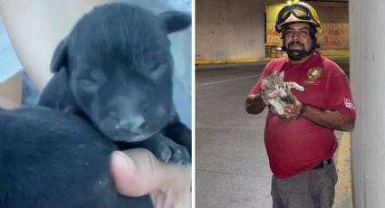 Rescatan en Escobedo a perritos atrapados en tuberías y salvan a gato herido