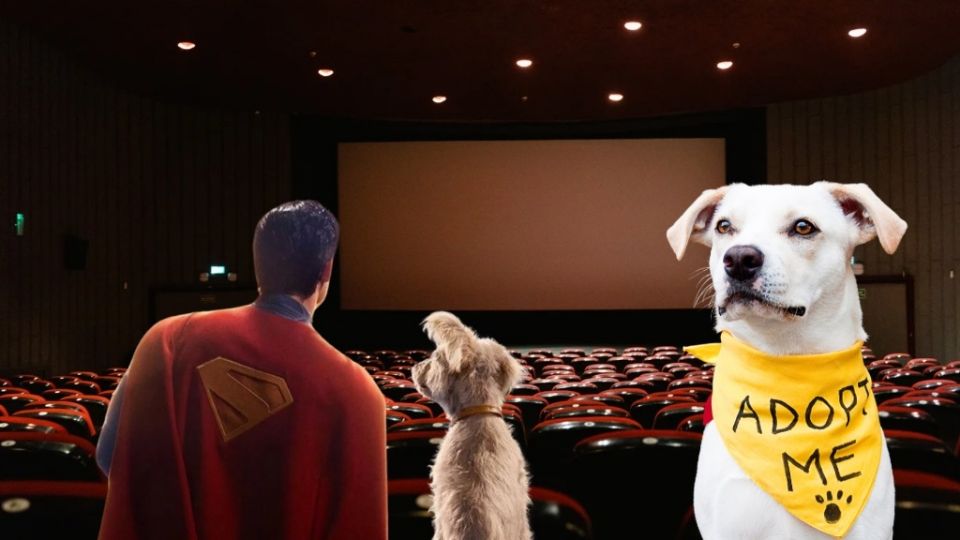 Llamativamente, las búsquedas de “adoptar un schnauzer” también crecieron un 299 por ciento.