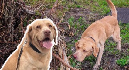 “Joe”, perro rescatista de Protección Civil NL, inicia retiro tras labor en inundaciones de Texas