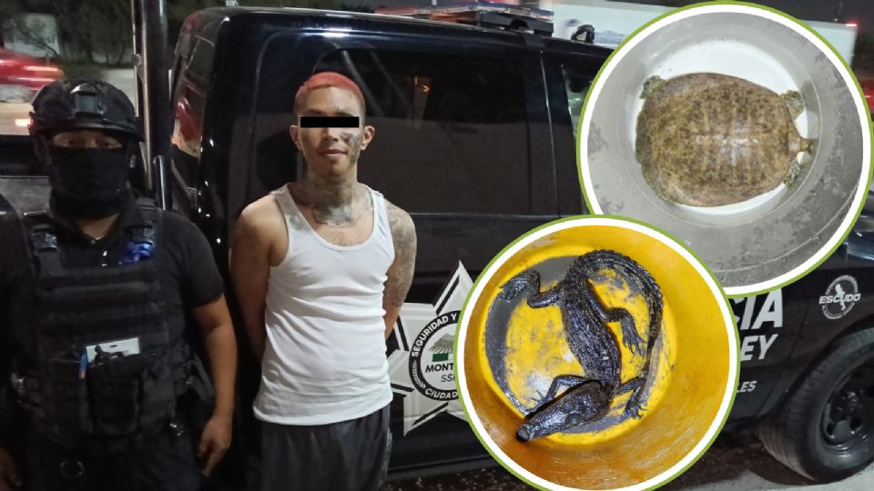 Eduardo de Jesús fue detenido en la colonia Garza Nieto con marihuana, un rifle, un caimán y una tortuga.