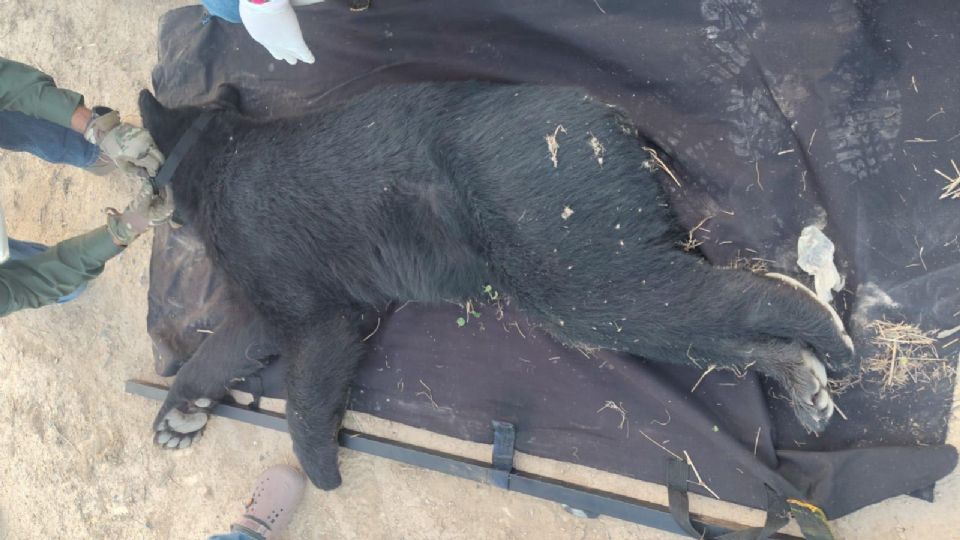 El oso negro fue tranquilizado con dosis de sedantes y asegurado sin lesiones.