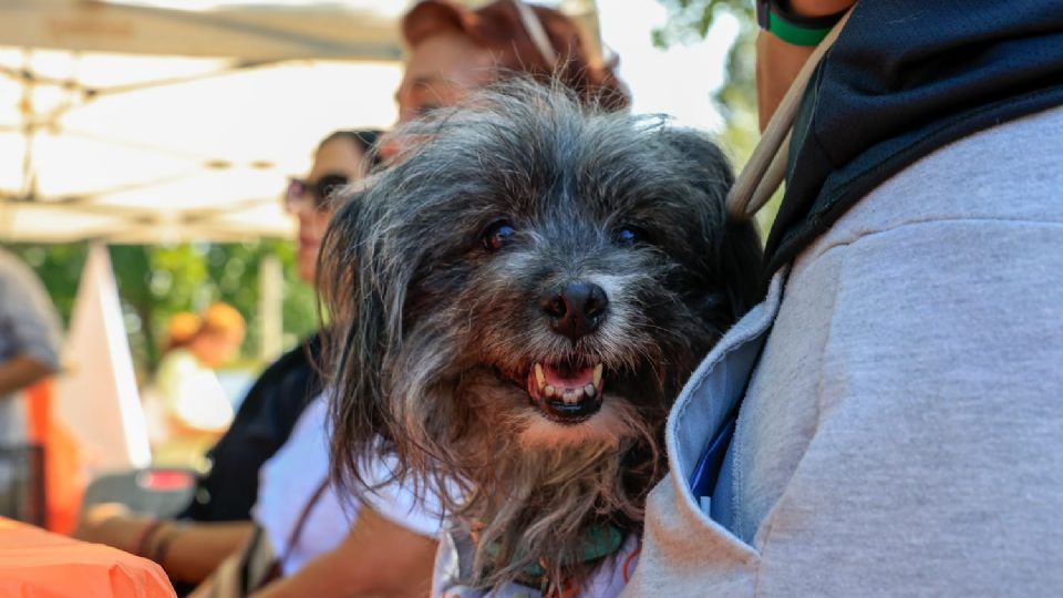 La “Caminata Perrona” reunió a familias con sus mascotas en Guadalupe para recibir servicios veterinarios gratuitos.