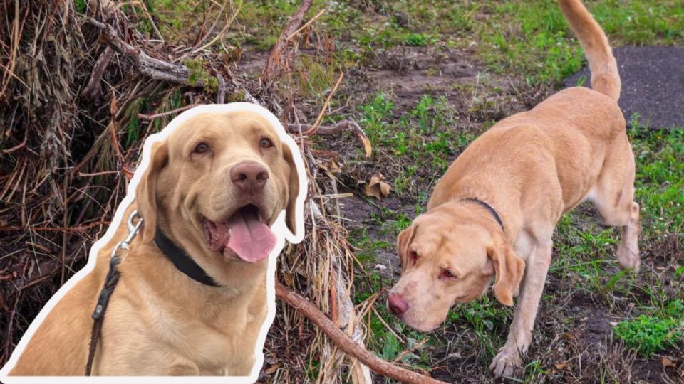 “Joe”, el perro rescatista, iniciará su jubilación tras seis años en operaciones de búsqueda y rescate.