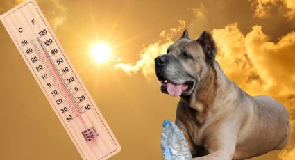 Canícula 2025: Cómo sobrevivir a los calores intensos que llegarán a México