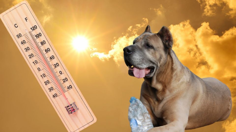 La canícula 2025 traerá temperaturas extremas a México, con riesgos para la salud.