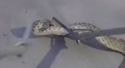 Capturan a dos víboras gigantes en Escobedo | VIDEO