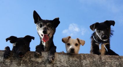 Día Mundial del Perro: ¿por qué se celebra el 21 de julio?