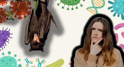 Lyssavirus: ¿Qué es y cómo se contagia? El virus del murciélago australiano