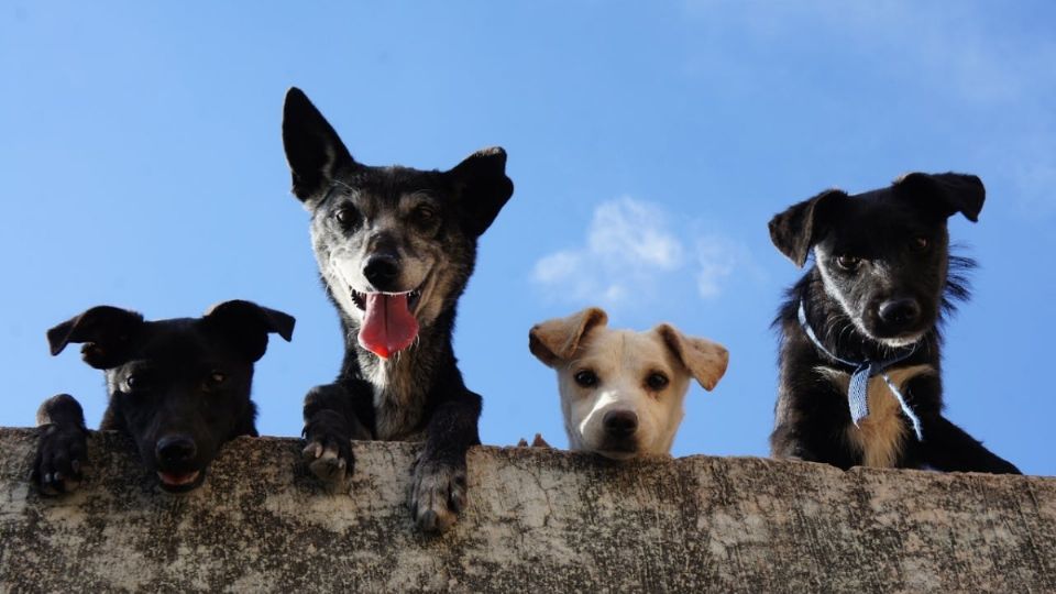 ¿Por qué celebramos el 21 de julio Día Mundial del Perro?