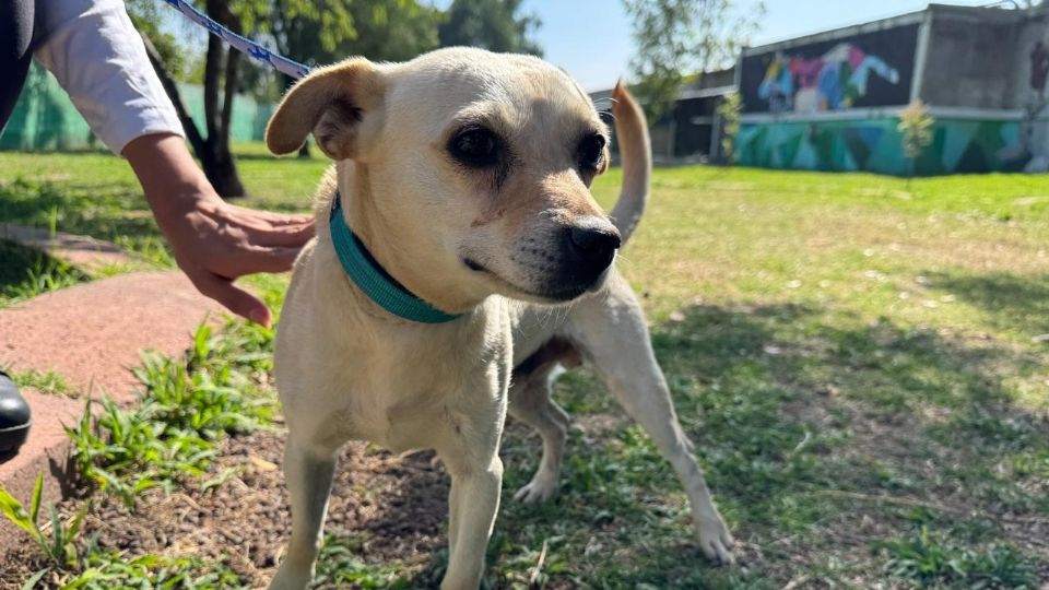 El CTC fue inaugurado el 18 de julio de 2017.